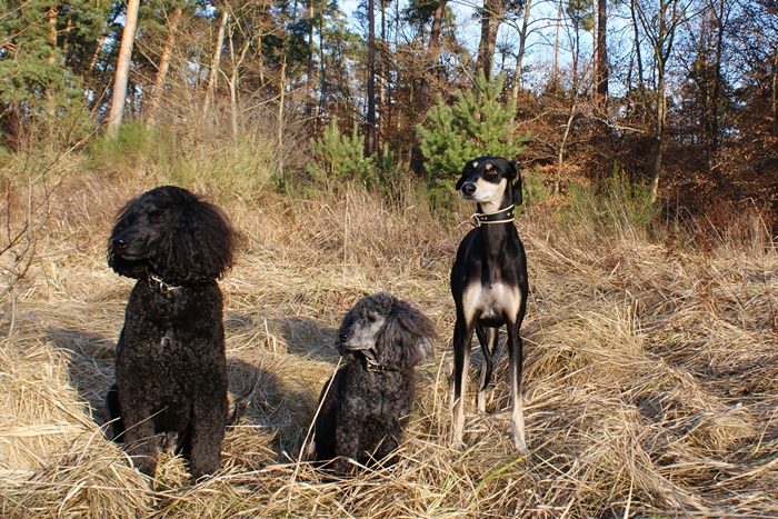 Hanka, Evi, Mitraa